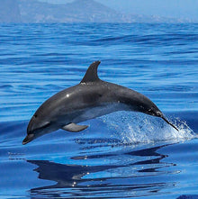 TENERIFE, LA PALMA & LA GOMERA PURJEREIS